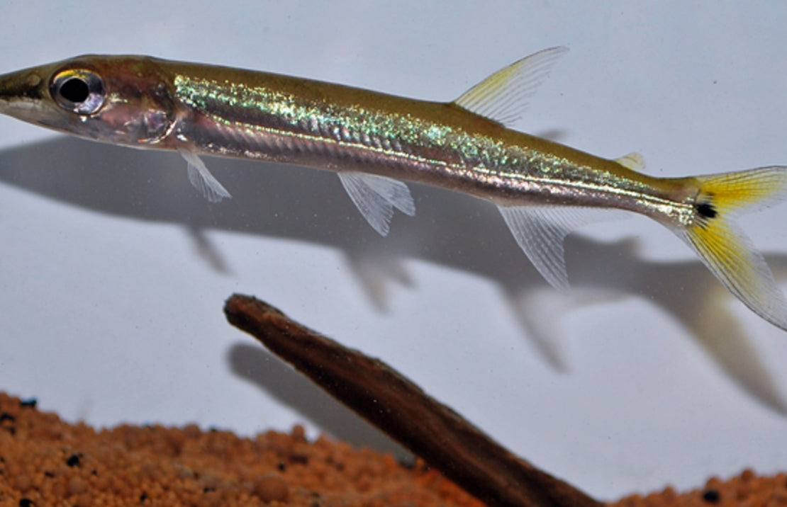 Acestrorhynchus isalineae M Barracudazalm Isalineae