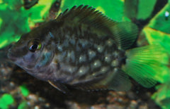 Uaru amphiacanthoides Uaru Triangle Cichlid M Kegelvlekcichlide