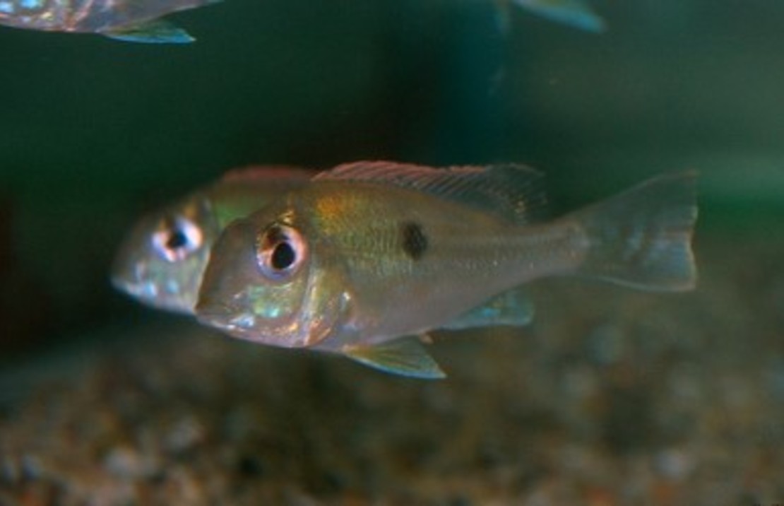 Geophagus Sveni S-M Aardeter Sveni