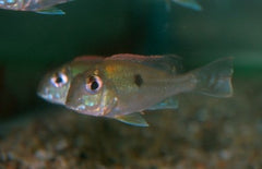 Geophagus Sveni S-M Aardeter Sveni
