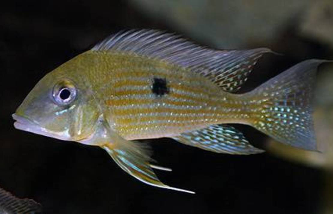 Geophagus taeniopareius M-L Aardeter taeniopareius