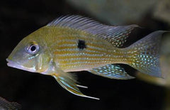 Geophagus Taeniopareius M-L Aardeter Taeniopareius
