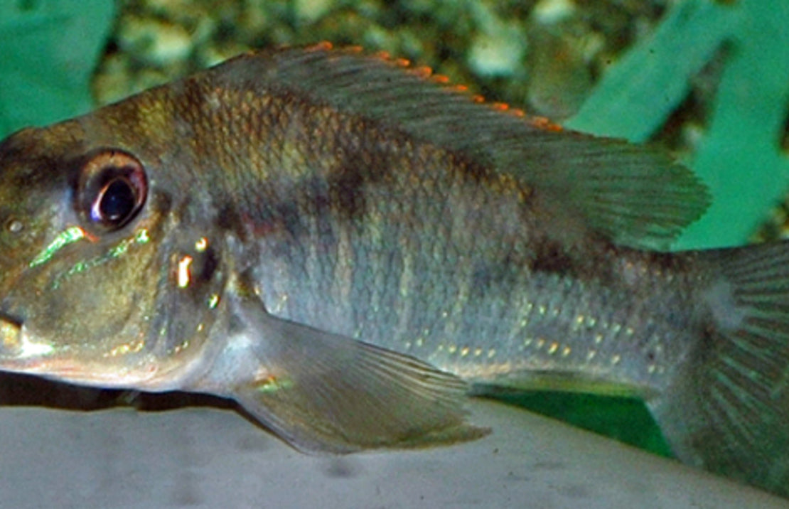 Retroculus Lapidifer M Cichlide Lapidifer