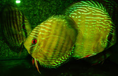 S. Aequifasciatus Cuipeua XL Discus Cuipeua