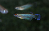Procatopus Nototaenia Bidou L Lichtoogje Nototaenia Bidou