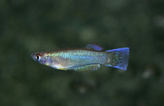 Procatopus Nototaenia Bidou L Lichtoogje Nototaenia Bidou