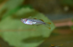 Pseudomugil Connieae L Regenboogvis Connieae