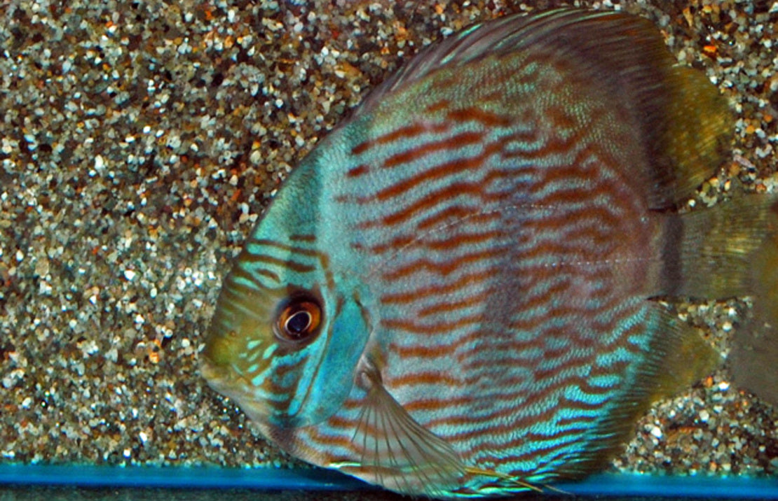 S. Discus Nhamunda Blue Face XL Discus Heckel Nhamunda Blue Face