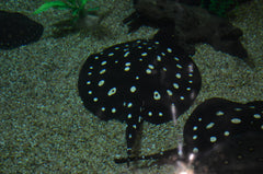 Potamotrygon leopoldi - Witgevlekte zoetwaterrog