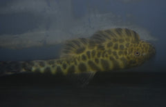 Sinogastromyzon Szechuanensis M Algeneter Szechuanensis