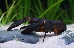 Cherax Sp. Black Scorpion M Black Scorpion Kreeft