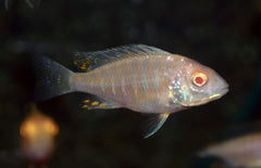 Aulonocara Jacobfreibergi Mamelela S Keizerbaars Mamelela Lemon Albino