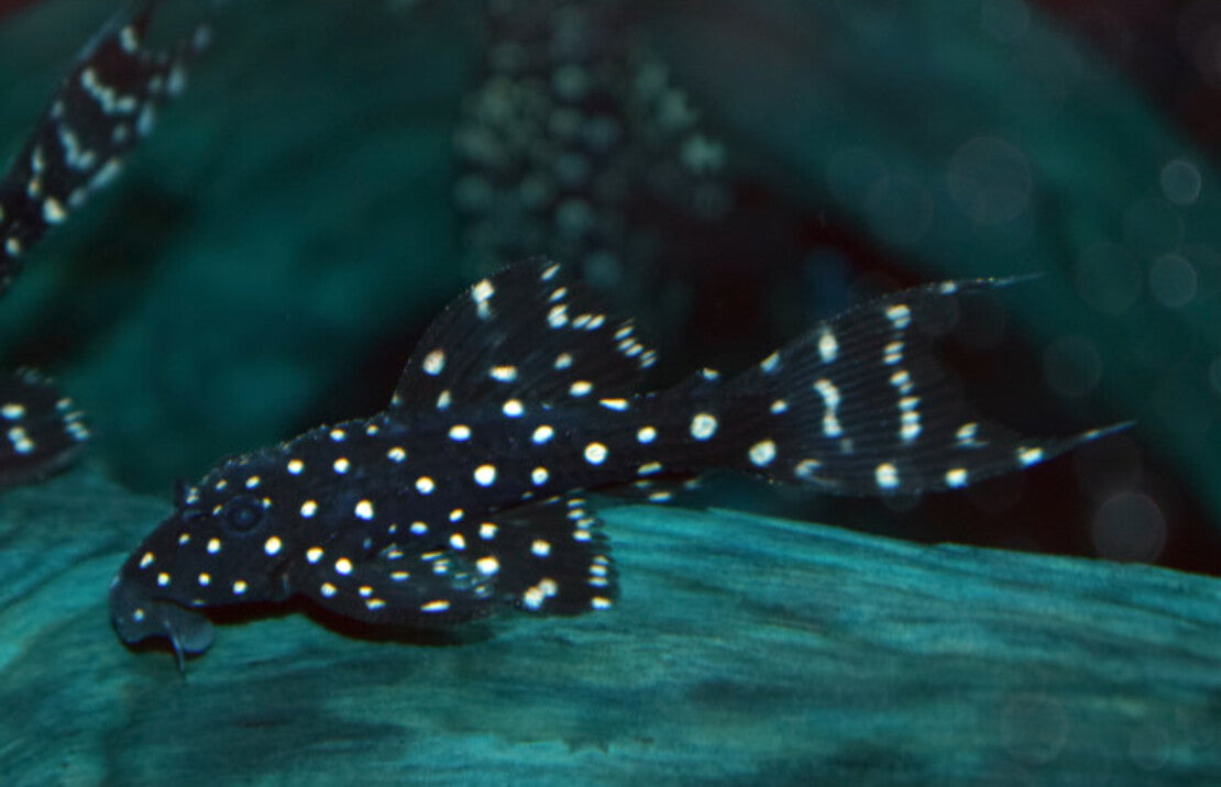 Mustang Cactus Pleco L452 Pseudacanthicus sp. S