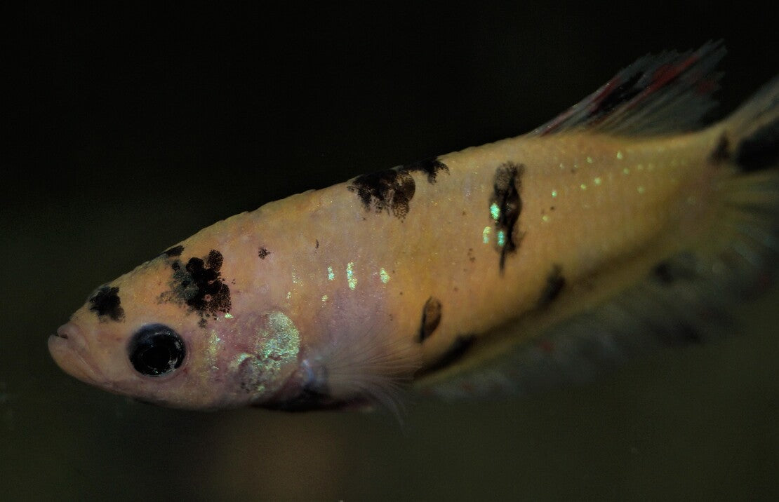 Kempvis Plakat Koi Nemo Vrouw
