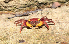 Geosesarma Sp. Iron Fist M Vampierkrab Ijzeren Vuist
