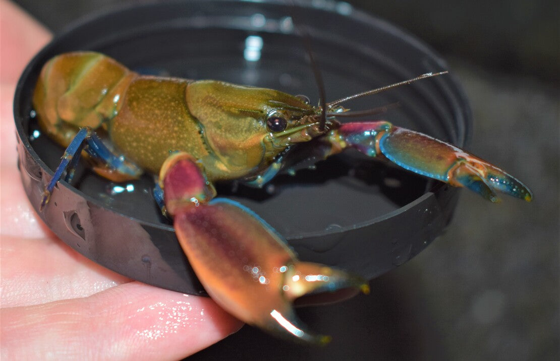 Cherax Boesemani Red Claw L Zebrakreeft Boesemani Red Claw