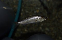 Rhamphochromis Sp. Chilingali S Malawi Cichlide Chilingali