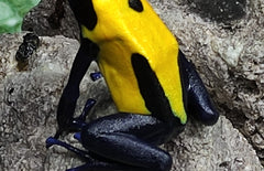 Dendrobates Tinctorius Citronella (eu) M Citronella Pijlgifkikker