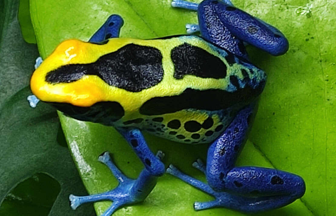 Dendrobates Tinctorius Cobalt(eu Bred) M Cobalt Pijlgifkikker