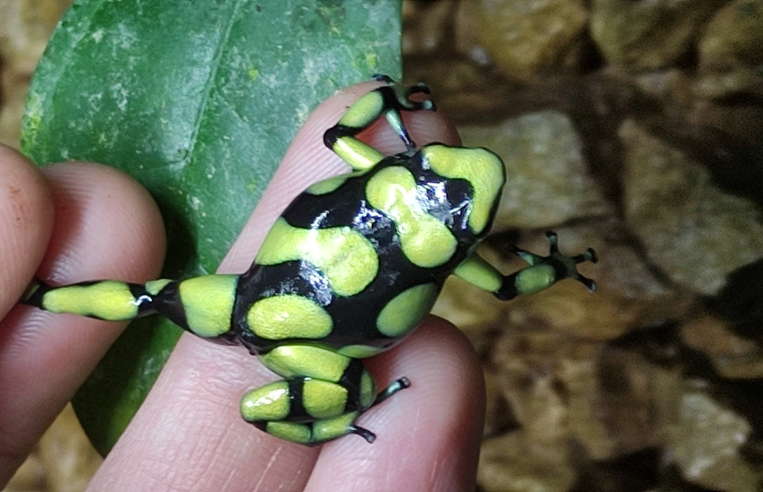 Dendrobates Auratus Capurgana (eu Bred) M Capurgana Pijlgifkikker