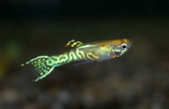 Poecilia Wingei Snakeskin Gold M Endler Gup Snakeskin Gold
