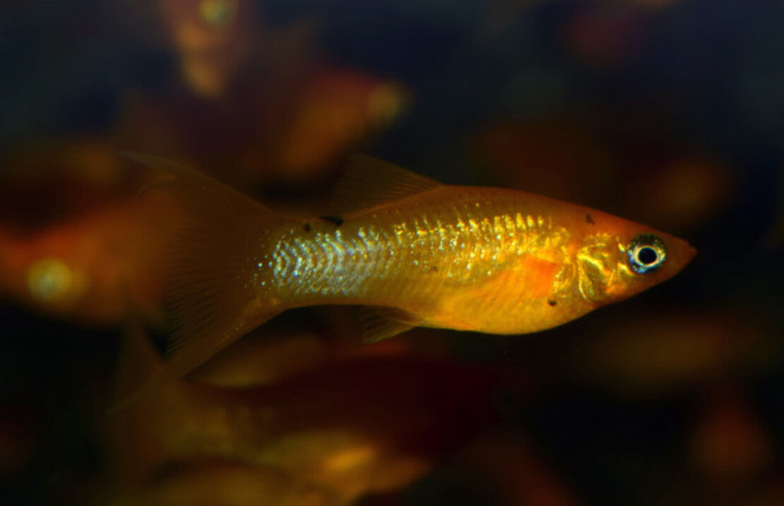 Poecilia sphenops Gold Longfin S-M Molly Goud Sluier