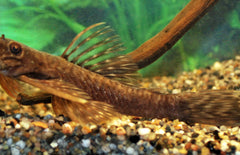 Ancistrus Sp. Pucallpa L Ancistrus Pucallpa