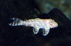 L333 Hypancistrus Sp. Albino S L333 Yellow King Tiger Albino Pleco