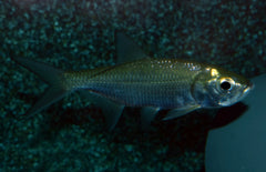 Megalops Cyprinoides M Indo-Pacific Tarpon