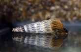 Tylomelania Marwotoae L Sulawesi Slak Marwotoae