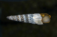 Tylomelania Marwotoae L Sulawesi Slak Marwotoae