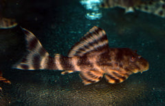 Panaqolus Sp. Pucallpa S-M Panaqoulus Pucallpa