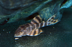 Panaqolus Sp. Pucallpa S-M Panaqoulus Pucallpa