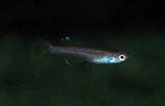 Foerschichthys Flavipinnis M Killivis Flavipinnis
