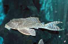 L050 Hypostomus Cf. Cochliodon M-L L050 Spotted Humpbacked Pleco
