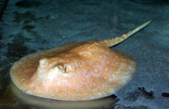 Potamotrygon Pearl White Albino M Stekelrog Pearl White Albino