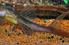 Lasiancistrus Heteracanthus