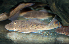 L335 Chaetostoma Sp. M-L L335 Chaetostoma