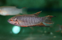Macropodus Spechti M Zwarte Paradijsvis