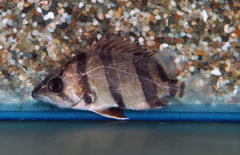 Datnioides Undecimradiatus S Mekong Tijgerbaars