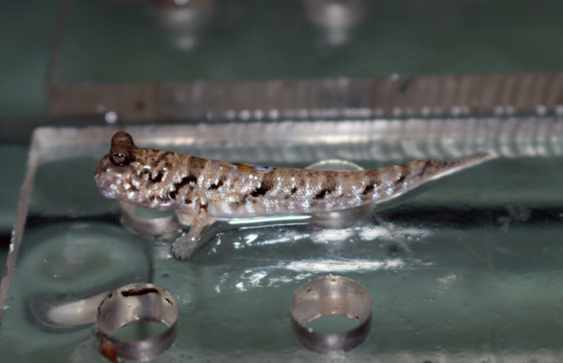 Periophthalmus argentilineatus S-M Slijkspringer