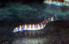 Pangio Semicincta M Halfband Slangenvisje