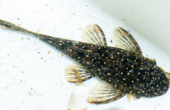 Ancistrus Patronus S