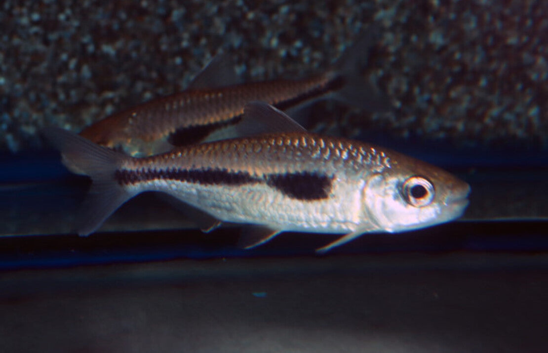 Bryconaethiops Boulengeri L Boulengeri Veervin Tetra