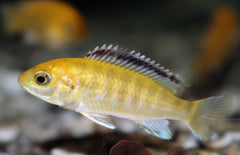 Labidochromis Caeruleus Kakusa S Malawi Cichlide Caeruleus Kakusa
