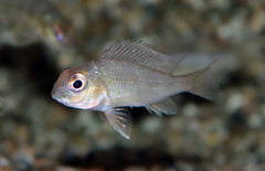 Geophagus Pindare S Aardeter Pindare