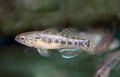 Dormitator Lebretonis M Klei Grondel