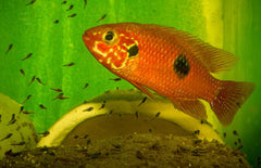 Hemichromis Ankasa S Juweelcichlide Akasa