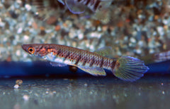 Epiplatys Sexfasciatus Infrafasciatus M Killivis Sexfasciatus Infrafasciatus