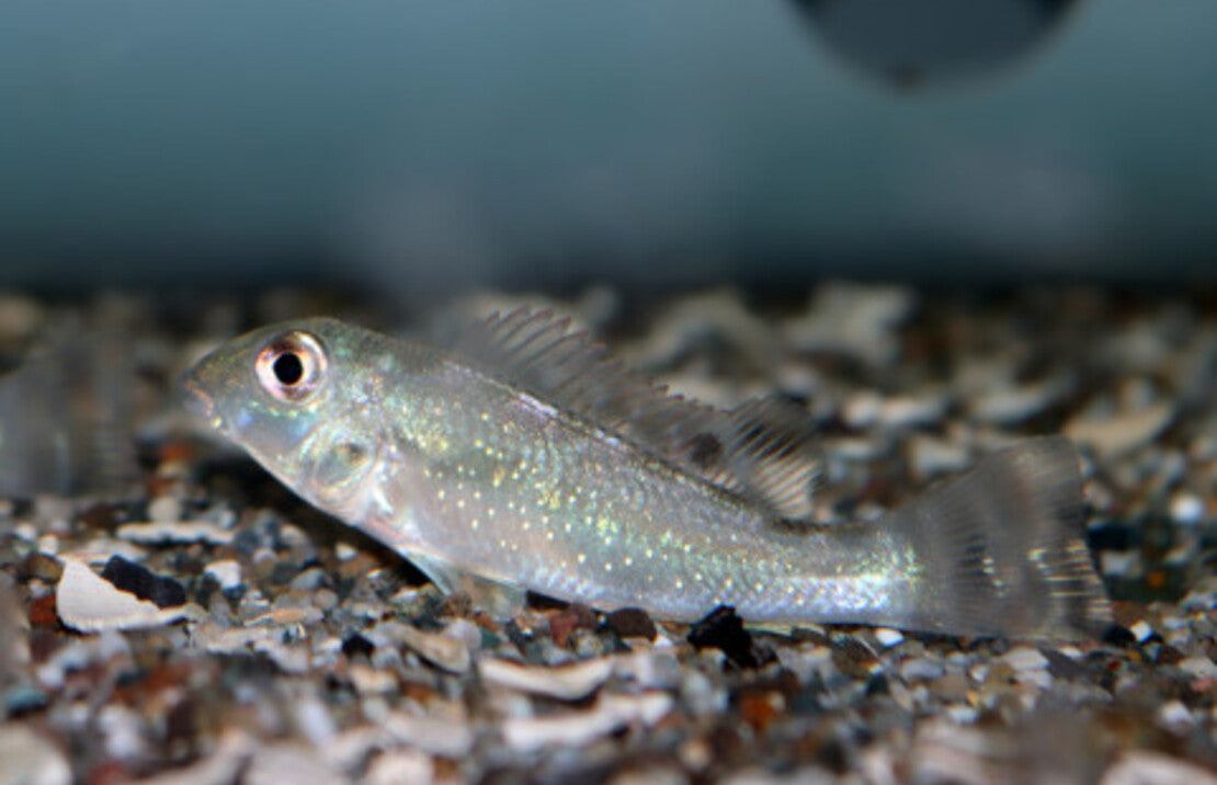 Retroculus xinguensis S Cichlide xinguensis